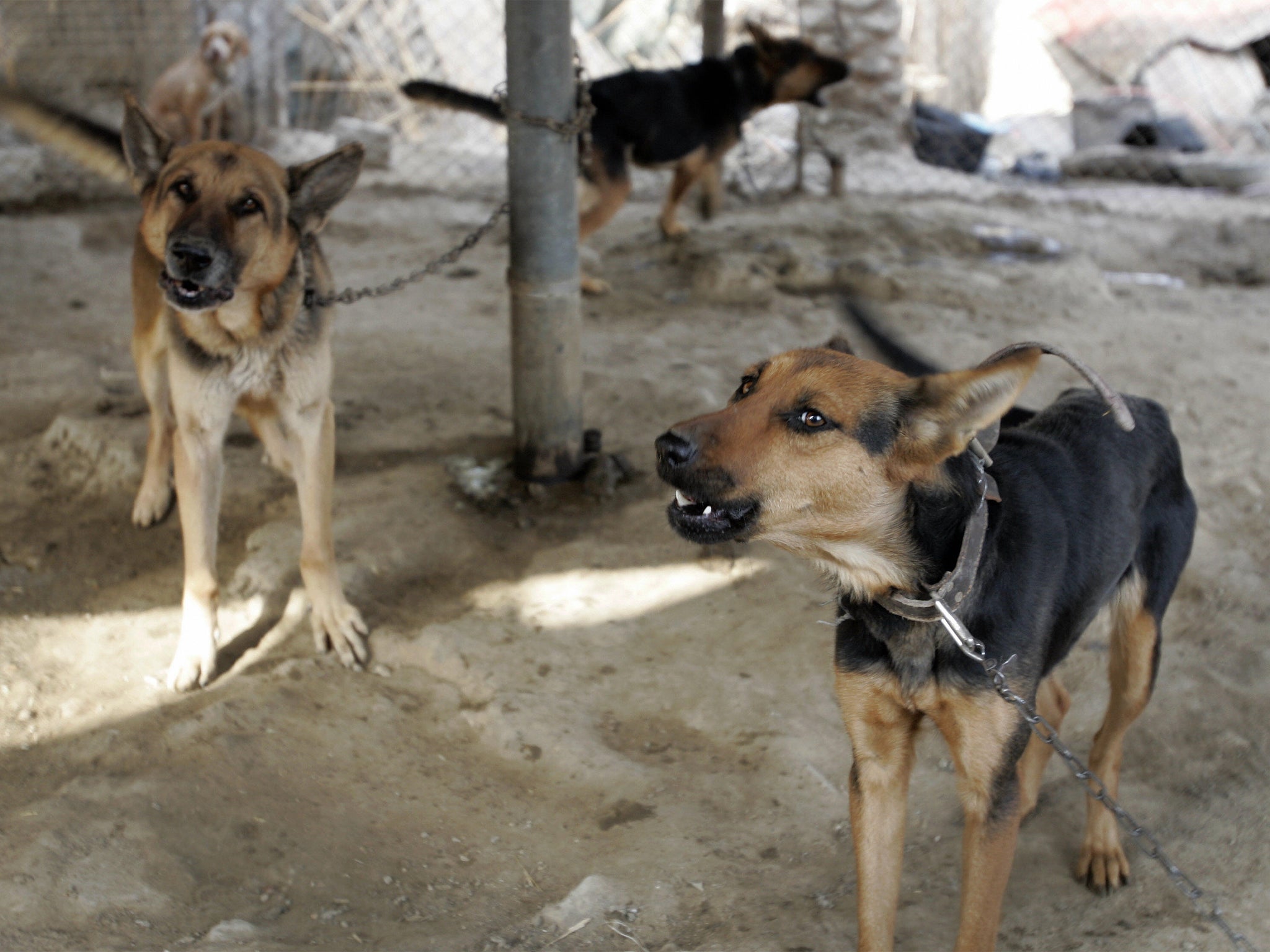 Animals rights group says US handed ‘death sentence’ to working dogs